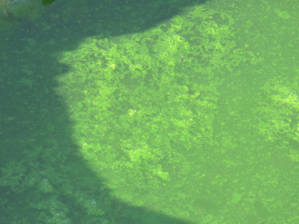 Chlorophyta ID (far from the sea)